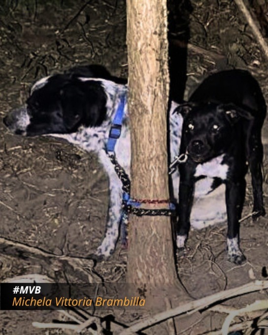 Estate, pene severe per chi abbandona gli animali