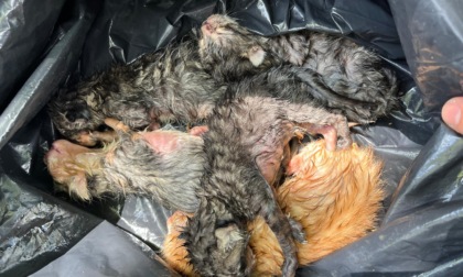 Gattini abbandonati in un cassonetto salvati grazie all’intervento della Polizia Locale