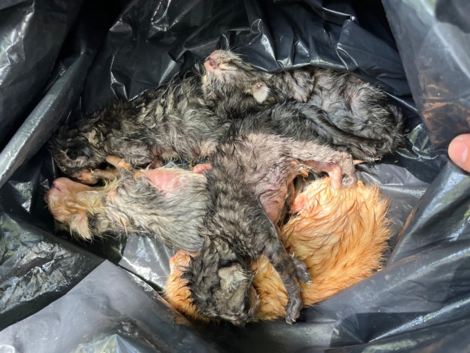 Gattini abbandonati in un cassonetto salvati grazie all’intervento della Polizia Locale