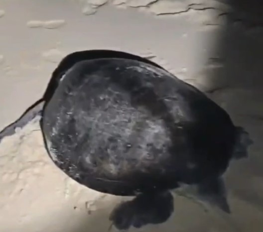 Cina: Yongshu Reef, individuato sito di nidificazione di tartarughe marine verdi