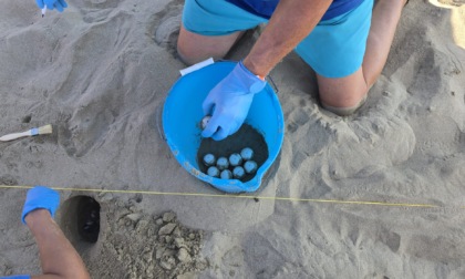 Tartaruga caretta caretta depone 78 uova al Mami Beach