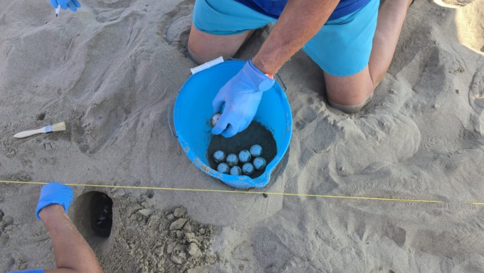 Tartaruga caretta caretta depone 78 uova al Mami Beach