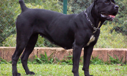 Aggredito dal proprio cane, 40enne al San Camillo di Roma