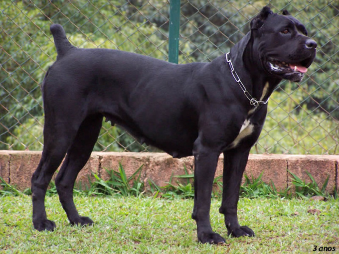 Aggredito dal proprio cane, 40enne al San Camillo di Roma