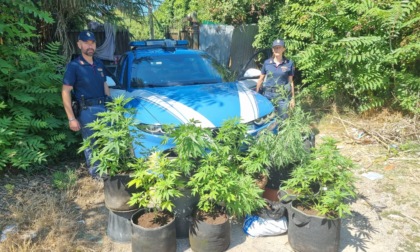 Serra di marijuana su terreno demaniale: arrestati un uomo e una donna