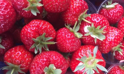 Terracina celebra la Favetta, una eccellenza agroalimentare del territorio