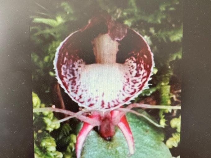 Cina: rara orchidea avvistata nel Guangxi per la prima volta in 20 anni