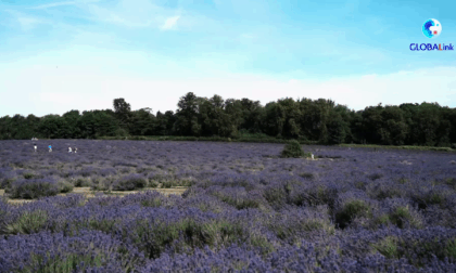 Cina: fattoria lavanda britannica abbraccia opportunità commerciali
