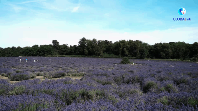 Cina: fattoria lavanda britannica abbraccia opportunità commerciali