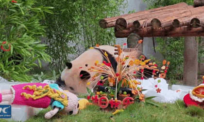 Due panda gemelli si rilassano nel caldo estivo di Chongqing