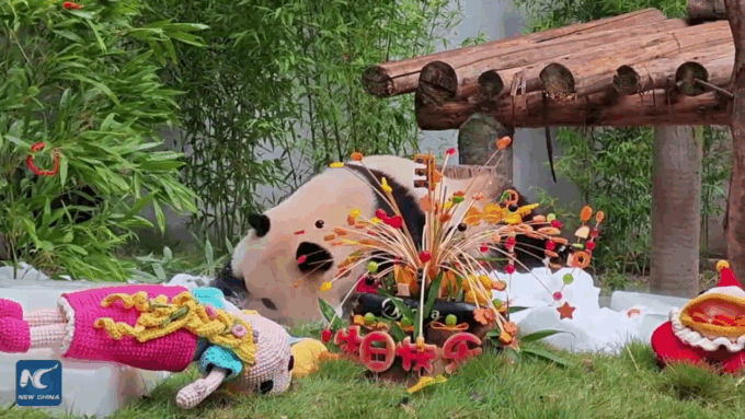 Due panda gemelli si rilassano nel caldo estivo di Chongqing