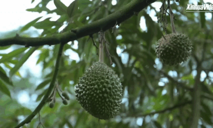 Cina: Hainan, tecnologia IA aiuta a selezionare i durian di prima qualità