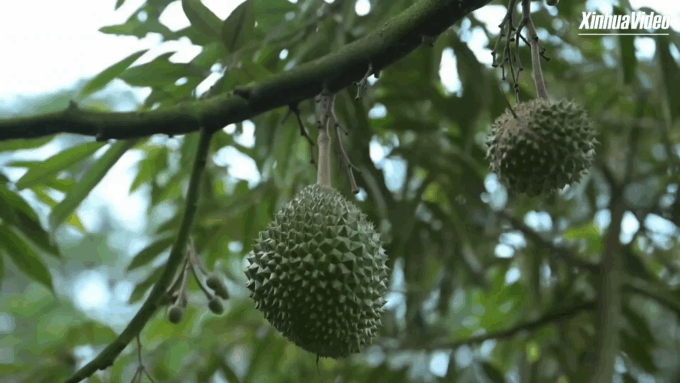 Cina: Hainan, tecnologia IA aiuta a selezionare i durian di prima qualità