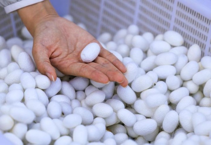 Cina: Xinjiang, Wusu sviluppa produzione di seta di gelso