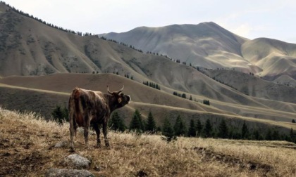 Cina: turismo del ritiro estivo a Wusu nello Xinjiang