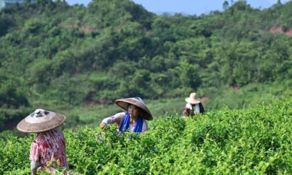 Cina: antica piantagione di tè ottiene Guinness World Record