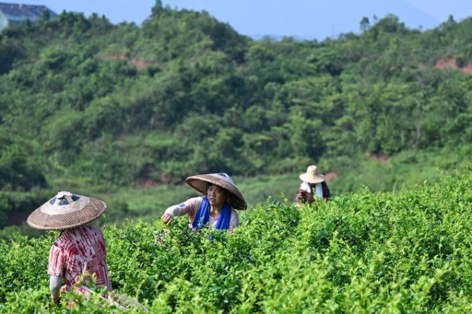 Cina: antica piantagione di tè ottiene Guinness World Record