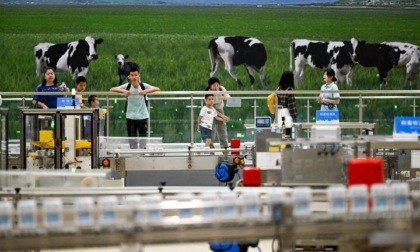 Cina: sviluppo di alta qualità dell'industria lattiero-casearia nella Mongolia Interna