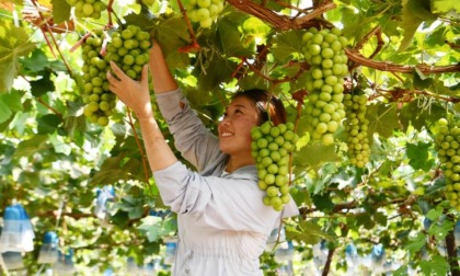 Cina: lavori agricoli del termine solare del Chushu