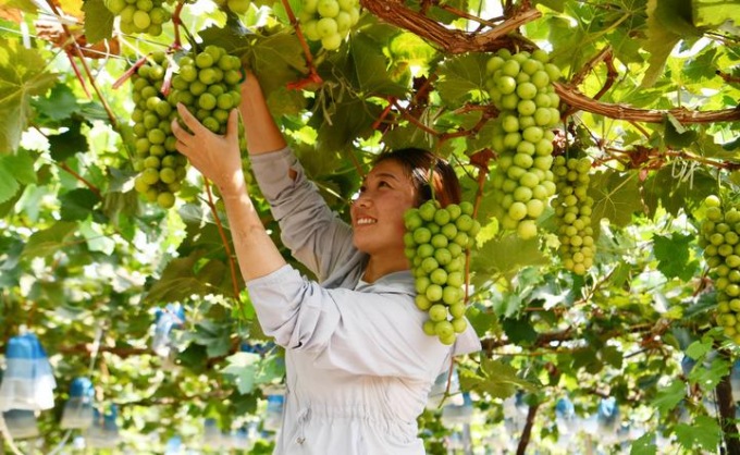Cina: lavori agricoli del termine solare del Chushu