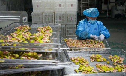 Cina: Shandong, raccolta di fichi a Xintai (1)