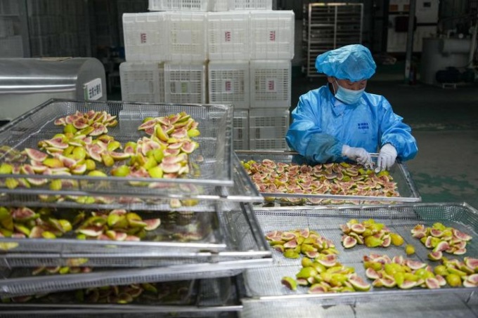 Cina: Shandong, raccolta di fichi a Xintai (1)