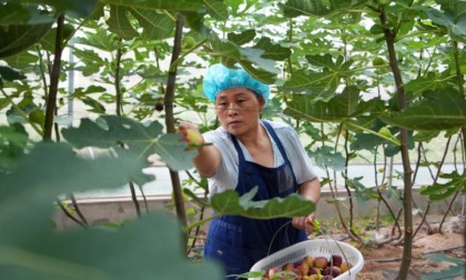 Cina: Shandong, raccolta di fichi a Xintai (2)