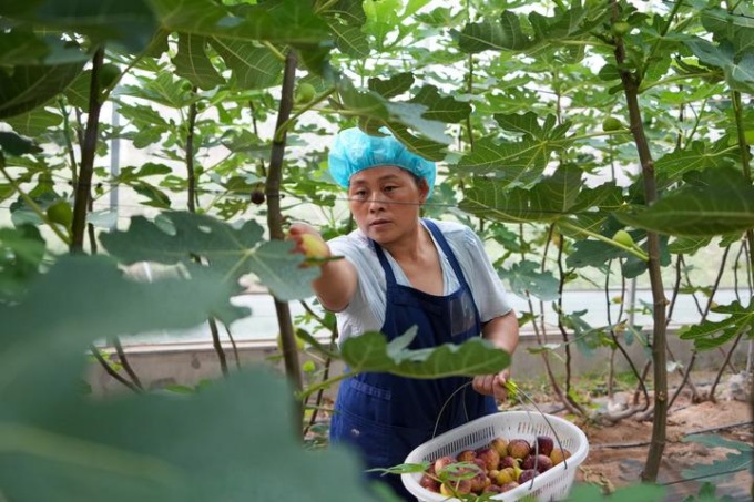 Cina: Shandong, raccolta di fichi a Xintai (2)