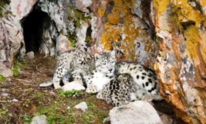 Cina: leopardo delle nevi accudisce i suoi piccoli nel Qinghai