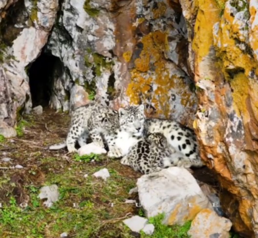 Cina: leopardo delle nevi accudisce i suoi piccoli nel Qinghai