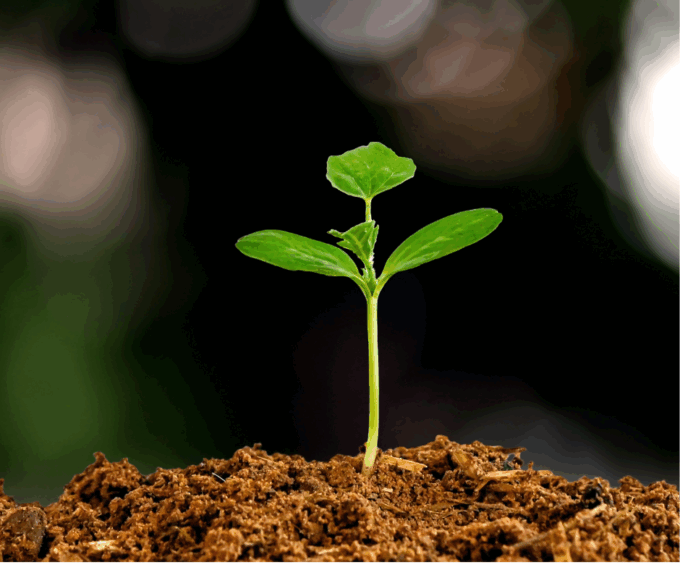 Cina: Chengdu, sedi di Giochi mondiali evidenziano visione verde, frugale