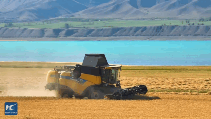 Cina: raccolto dorato lungo il lago Karatokay nello Xinjiang