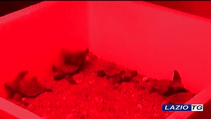 Nate 109 tartarughe caretta caretta