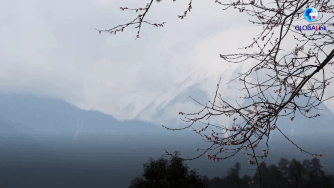 Cina: Xizang, turismo globale prospera nel “villaggio dei fiori di pesco”