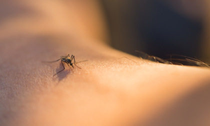 West Nile, un decesso e 21 nuovi casi: "19 in provincia di Latina e 2 in provincia di Roma"