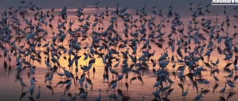 Cina: decine di migliaia di piccoli aironi si preparano alla migrazione