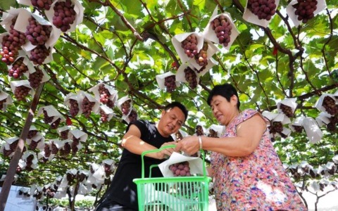 Cina: in corso raccolto autunnale (3)