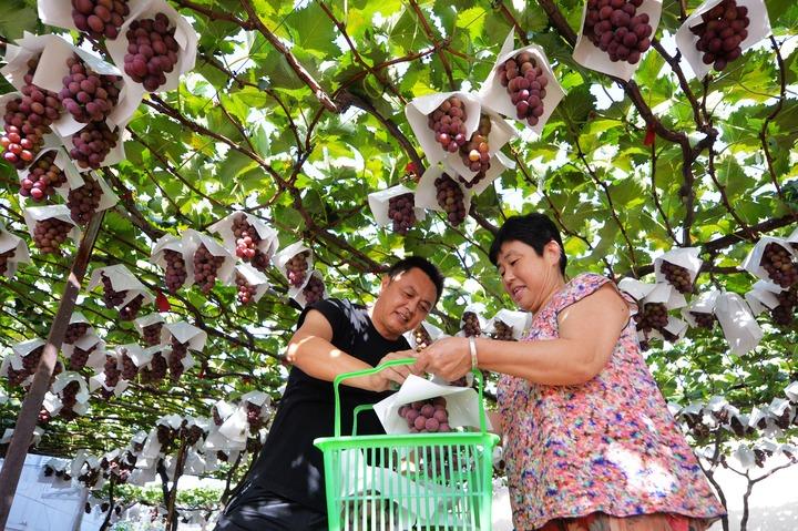 Cina: in corso raccolto autunnale (3)