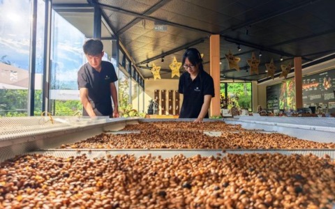 Cina: industria del caffè a Pu’er nello Yunnan