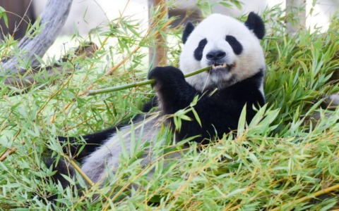Spagna: Madrid, panda giganti festeggiano compleanno a Zoo Aquarium (2)
