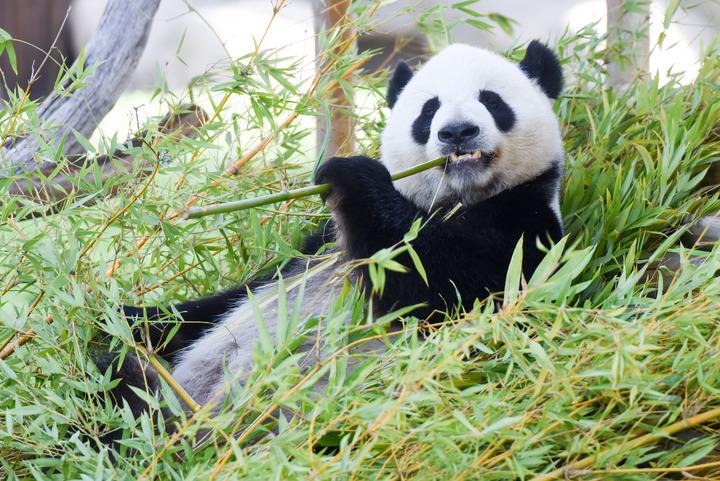 Spagna: Madrid, panda giganti festeggiano compleanno a Zoo Aquarium (2)
