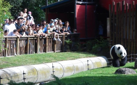 Spagna: Madrid, panda giganti festeggiano compleanno a Zoo Aquarium (3)