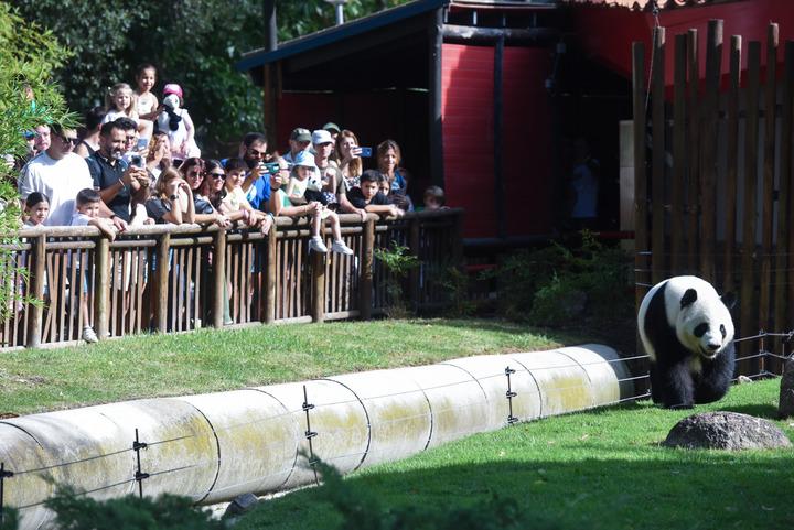 Spagna: Madrid, panda giganti festeggiano compleanno a Zoo Aquarium (3)