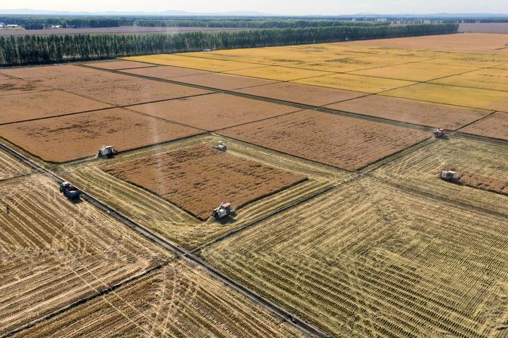 Cina: Heilongjiang, in corso raccolto autunnale (2)