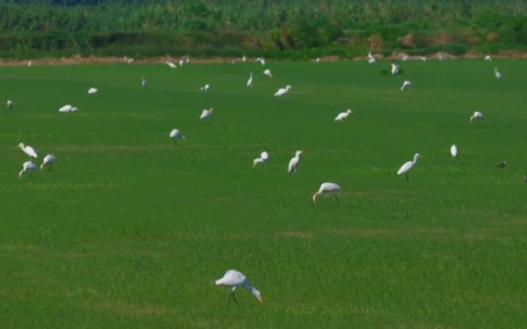 Cina: stormi di aironi avvistati nel Jiangsu
