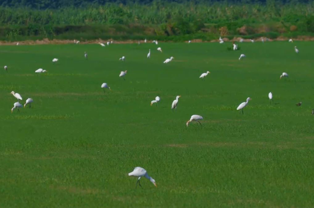 Cina: stormi di aironi avvistati nel Jiangsu