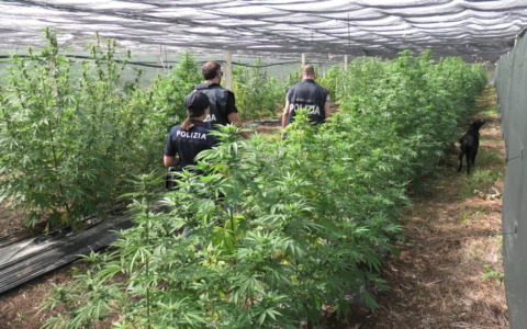 Coltivava marijuana, arrestato