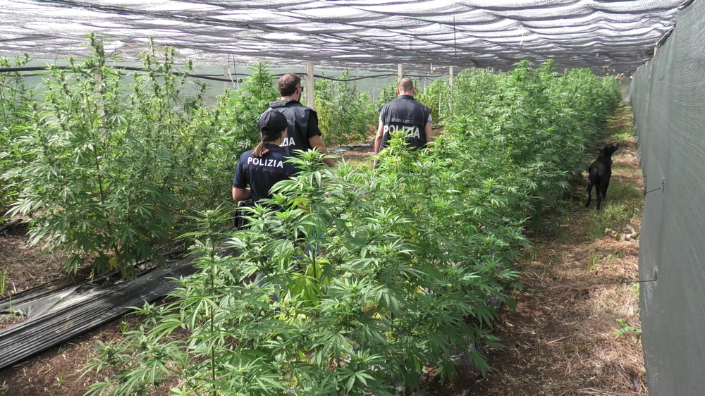 Coltivava marijuana, arrestato