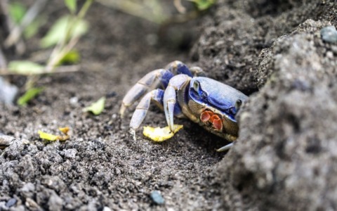 LAZIO TG, il granchio blu nel focus del giorno su ambiente e sicurezza