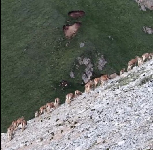 Cina: bharal si aggirano tra ripidi dirupi dell’altopiano Qinghai-Tibet